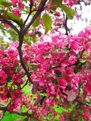 pink blossom tree in spring 