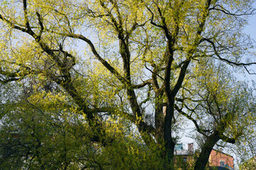 Park tree of Oslo in early May.