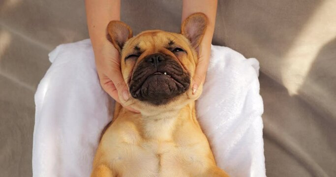 Puppy luxuriates in soothing head massage from its owner, viewed from above. Young dog appears contented and relaxed, basking in gentle touch of woman's hands