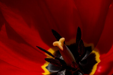 details of red tulip flower pistil. Natural background. Spring time blossom