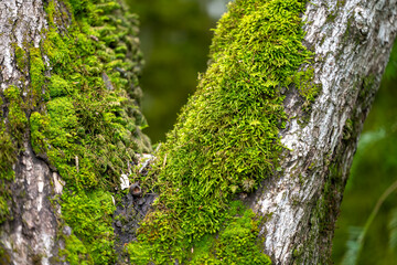 Obraz premium Macro Photography of Moss