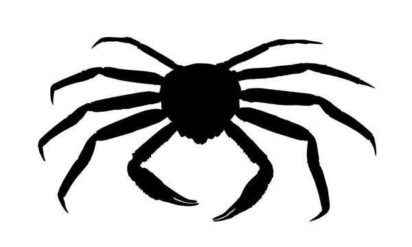 recommend clip art: Silhouette of a large sea crab.
                    