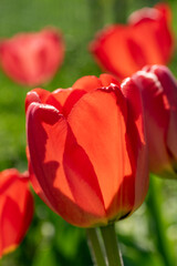 Obraz premium Bright multi-colored red- tulips against the background of green grass on a summer day in a festive park
