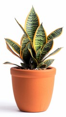 Fototapeta premium Potted plant isolated on white background