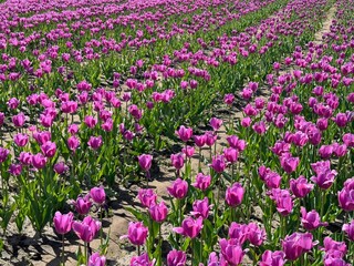 Fototapeta premium Tulips pink beautiful flowers in field.