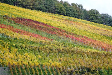 Weinberg an der Mosel