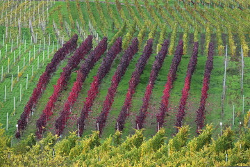Fototapeta premium Weinberg an der Mosel