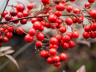 A branch of red berries with a few green leaves