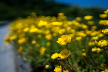 A field of yellow flowers with a blurry background