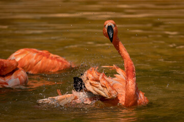A flamingo is in the water, splashing around and looking at the camera