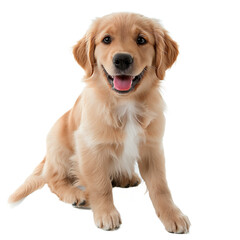 Cute fluffy smile puppy golden retriever dog that looking at cameradog isolated on transperent background