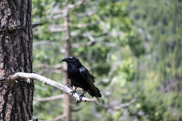 Common raven