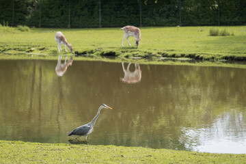 Heron bird hunts in fresh water pond as female deer doe grazing and walking in grassy area. hind...
