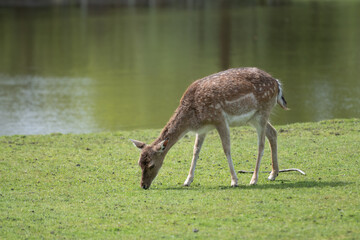 Female deer doe grazing and walking in grassy area next to fresh water pond. hind animal in...