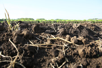 organic soil background