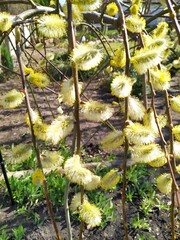 A flowering willow, grafted onto a tree trunk, blooms in the garden.