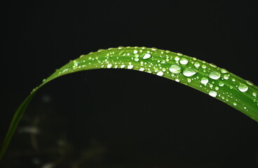 Blatt mit Wassertrofen