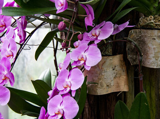 A pink orchid on a wooden background hanging down at Singapore Botanical Gardens in 2024