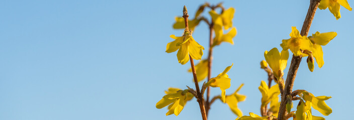 Small yellow beautiful flowers, blue sky background, stock photo