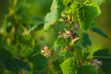 Flowering bush of black currant with green leaves in the garden. Unripe berries of a currant close-up.