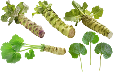 set of wasabi roots and wasabi leaves, cut out