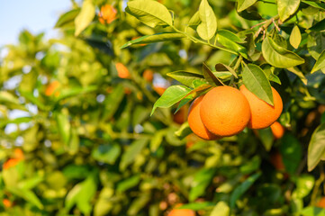 fields in the garden with fruits oranges on the trees harvest
