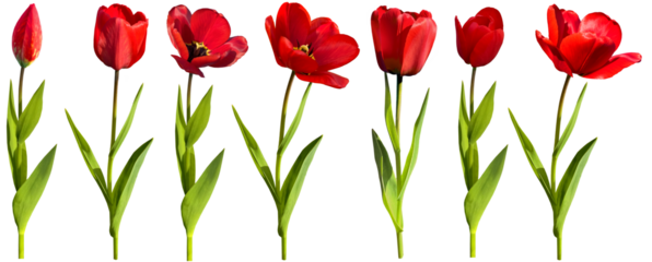 Set of red tulips isolated on transparent background
