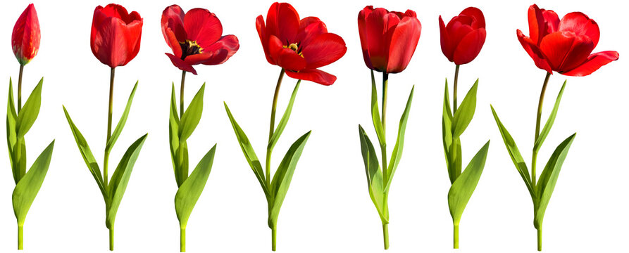 Set of red tulips isolated on transparent background