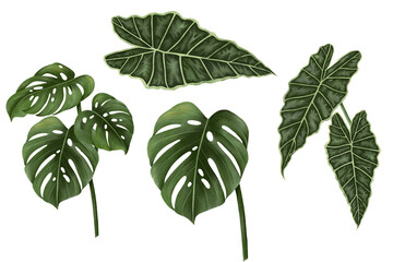 High-Quality Monstera Leaf Image for Design Projects