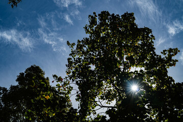 青空に映える木