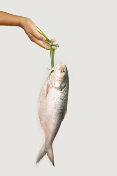 A Hilsha hanging on a hand by natural rope in a traditional way. Ilish curry is the most wanted dish in Jamai Shashthi, Pohela boishakh.