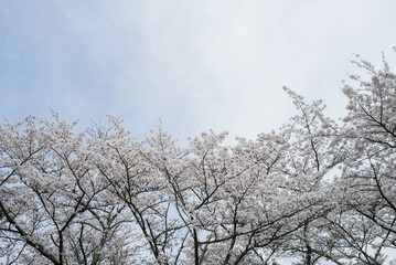 満開の桜