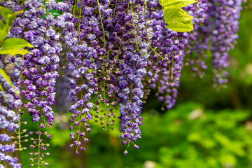blooming purple wisteria plant in a japanese garden