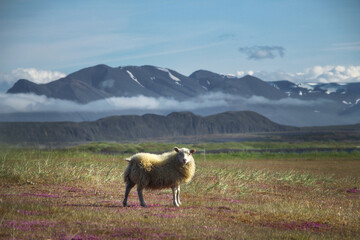 One Icelandic sheep in the beautiful landscape of rural Iceland farmlands
