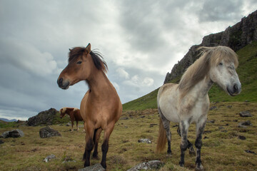 Two Icelandic horses grazing in farmlands of northern Iceland