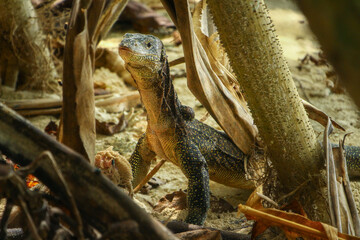 Water monitor lizard n the sandy shore of an island in Indonesia