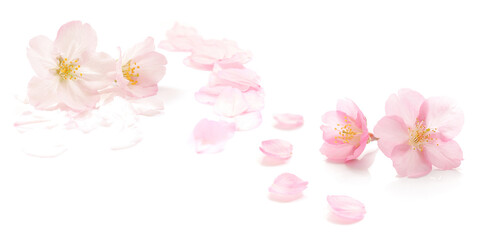 桜 花びら ピンク 春 白 背景 セット