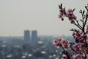 春の陽光に輝く啓翁桜