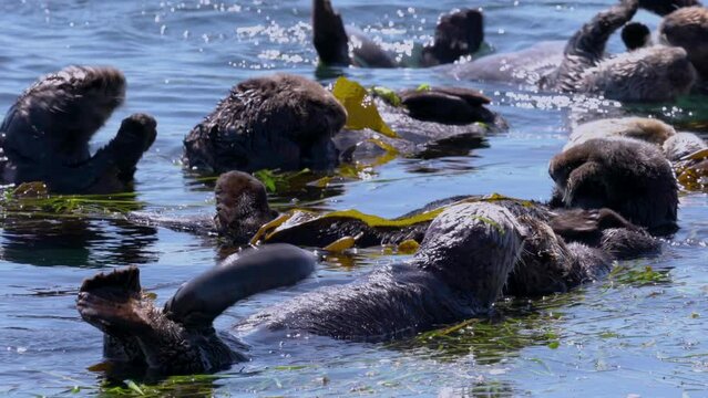 Sea otters floating peacefully among kelp in the blue water. High quality 4k footage