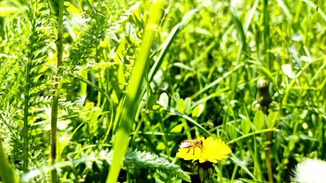 flei&szlig;ige Biene sammelt Nektar auf gelber Bl&uuml;te in Wiese - vorbeifliegene Samen einer Psteblume, Pollen
