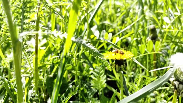 flei&szlig;ige Biene sammelt Nektar auf gelber Bl&uuml;te in Wiese - vorbeifliegene Samen einer Psteblume, Pollen
