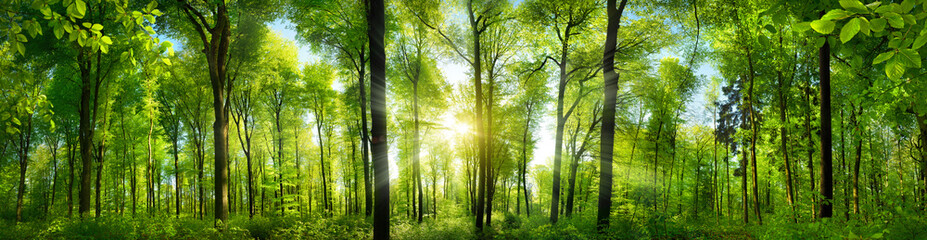 Extra wide panorama of an amazing scenic forest with fresh green beech trees and the sun casting...