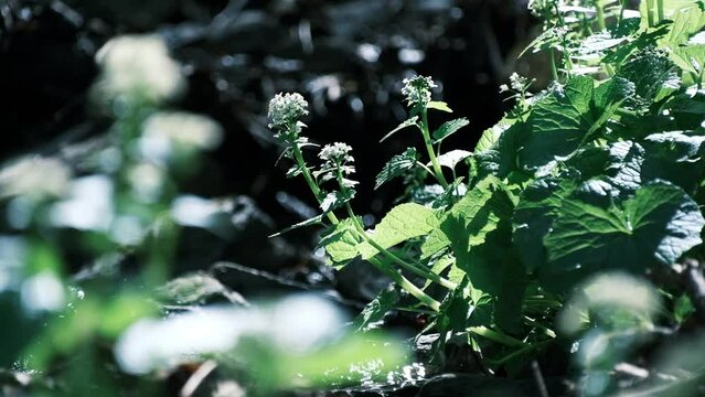 花わさびが自生する場所