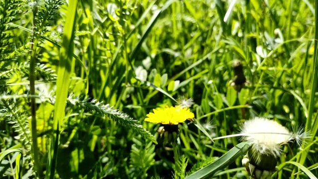 sch&ouml;ne gr&uuml;ne Wiese mit gelben L&ouml;wenzahnbl&uuml;ten, Nahaufnahme, Samen, Pollen
