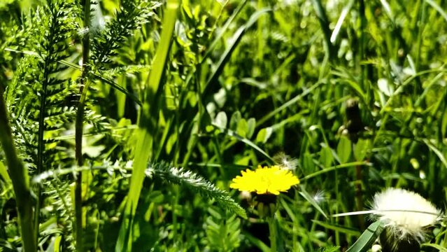 sch&ouml;ne gr&uuml;ne Wiese mit gelben L&ouml;wenzahnbl&uuml;ten, Nahaufnahme, Samen, Pollen

