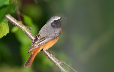 Common redstart, Phoenicurus phoenicurus. A bird sits on a tree branch