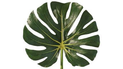 Fototapeta premium isolated green leaf, GENERATIVE AI