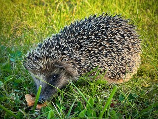 hedgehog in the grass