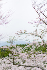 
The pink cherry blossoms are in full bloom amid the chilly atmosphere in Japan