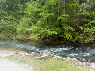 Mountain river flowing through a forest, at spring